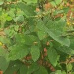 Cajanus cajan Leaf