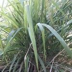 Panicum maximum Hoja