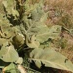 Verbascum longifolium 葉