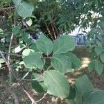 Euonymus latifolius Leaf