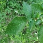 Ulmus pumila Leaf