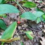 Convallaria majalis Fruit