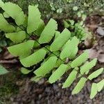 Adiantum philippense Leaf