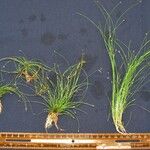 Eleocharis retroflexa Sonstige