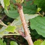 Rubus idaeus Bark