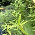 Persicaria amphibia Blatt