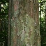 Chaetocarpus schomburgkianus Corteza