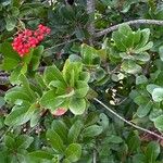 Heteromeles arbutifolia Fuelha