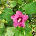 Hibiscus syriacusFlower