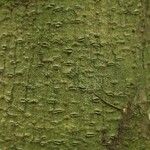 Pachira dolichocalyx Bark