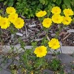 Potentilla hirta Flower