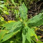 Epilobium angustifoliumFolio