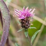 Centaurea decipiens 花