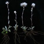 Anaphalioides papuana Hábito