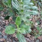 Teucrium flavum Levél