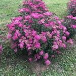 Spiraea japonica Flower