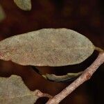 Tapinanthus forbesii Hoja