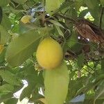 Myristica fragrans Fruit