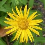 Buphthalmum salicifolium Flower