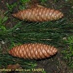 Picea smithiana Other