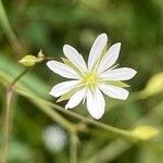 Stellaria graminea Fula