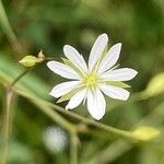 Stellaria graminea Blodyn