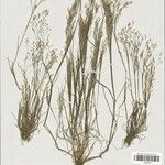 Aira provincialis Mosusu
