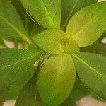 Ludwigia palustris Leaf