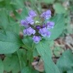 Prunella vulgarisFlower