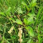 Persicaria decipiens Blatt