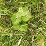 Aristolochia clematitisHostoa