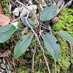 Hieracium glaucinum برگ