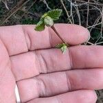 Corylus americana Foglia