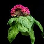 Celosia cristata പുഷ്പം