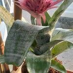 Aechmea fasciata Virág