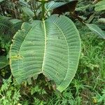 Miconia calvescens Leaf