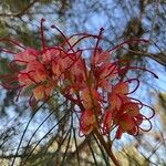 Grevillea johnsoniiКветка