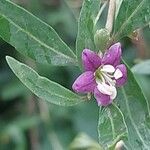 Lycium chinense 花