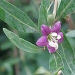 Lycium chinense Blomma