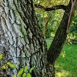 Ulmus pumila Bark