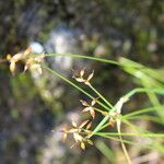 Carex pulicaris 果