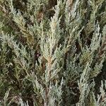 Juniperus scopulorum Листок