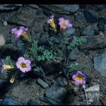 Phacelia bicolor आदत