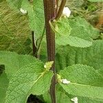 Verbascum chaixii Ŝelo