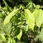 Acer carpinifolium Leaf