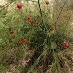 Asparagus officinalis Fruit