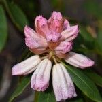 Rhododendron irroratum 花