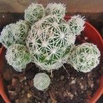 Mammillaria gracilisपत्ता