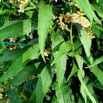 Solidago gigantea Blatt