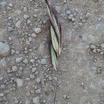 Bromus lanceolatus Květ